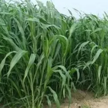 КИНЕЛЬСКАЯ 100