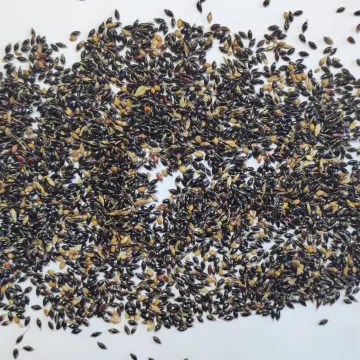 КІНЕЛЬСЬКА 100