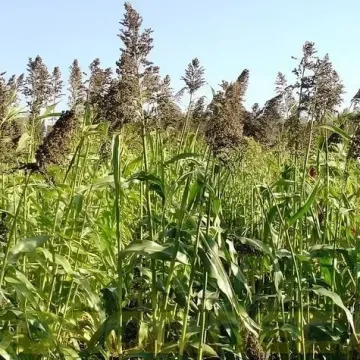 ПРИАЛЕЙСКАЯ 7