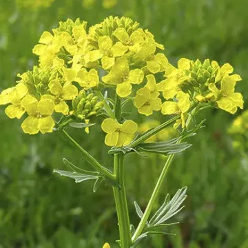 Алёна