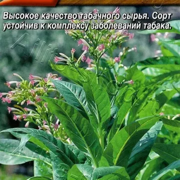 ТРАПЕЗОНД 204