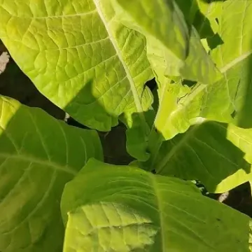 Жовтолистий 36