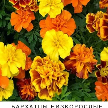 Міледі