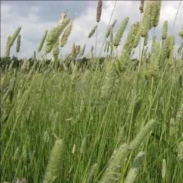 ФРВЛ-1