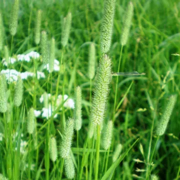 PSKOVSKAYA MESTNAYA
