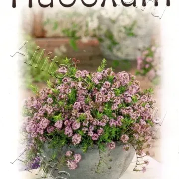 Айболит