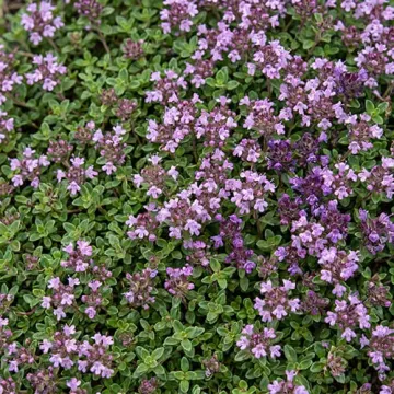Александрит