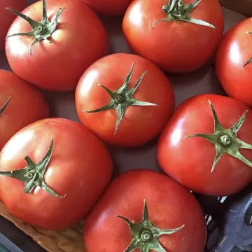 Олександр Перший