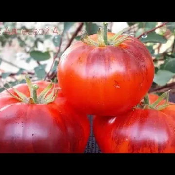 Алевтина