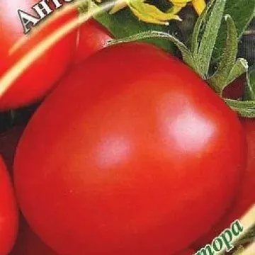 Антонио