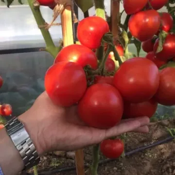Антюфей