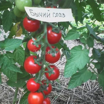 Бычий Глаз