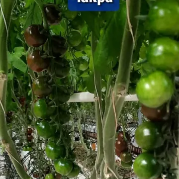 Чакра