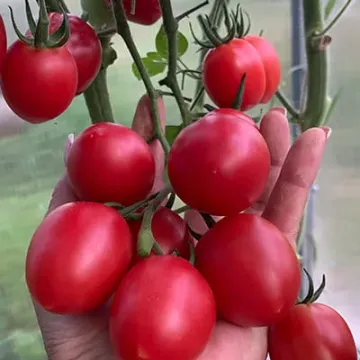 CHERRYRIO