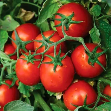 Чибли F1