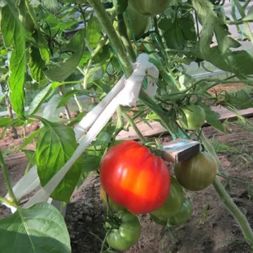Данко