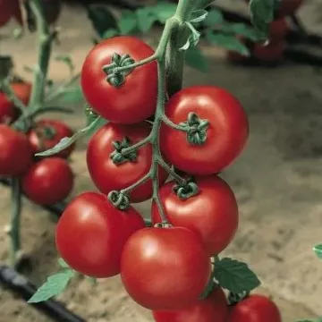 Джетта F1