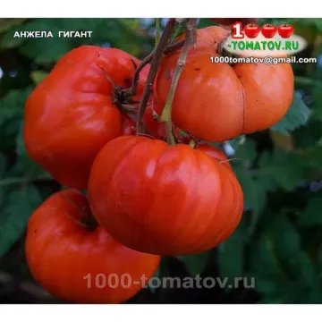 Энже