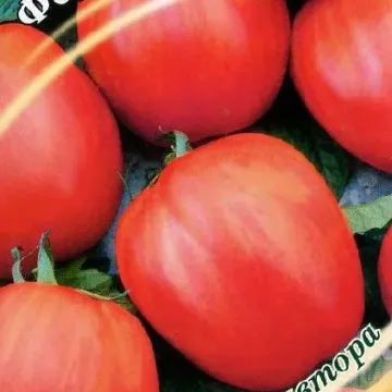 Форшмак
