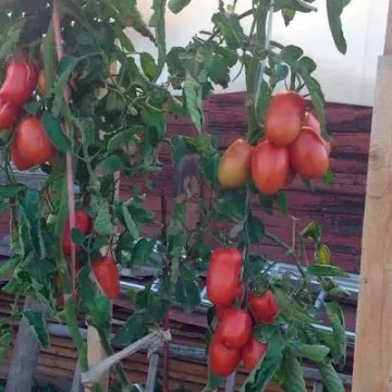 Искушение