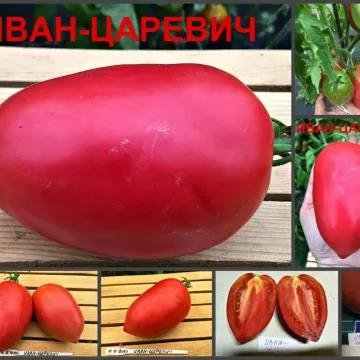 Іван-Царевич