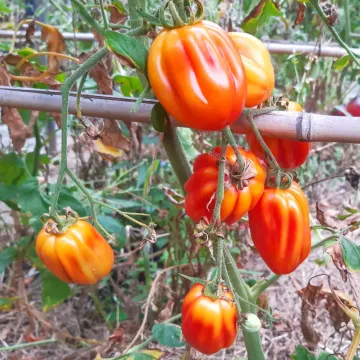 Калифорния