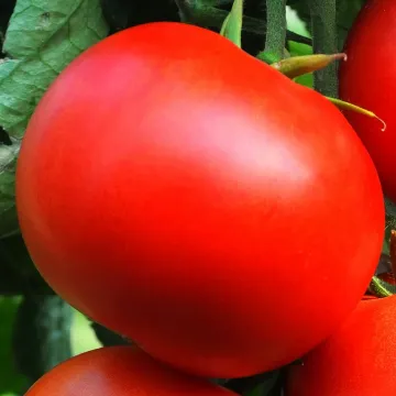 Канапе