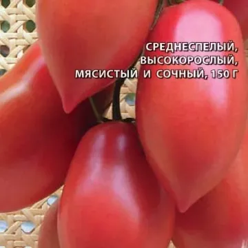 CAPIA ROZOVAYA