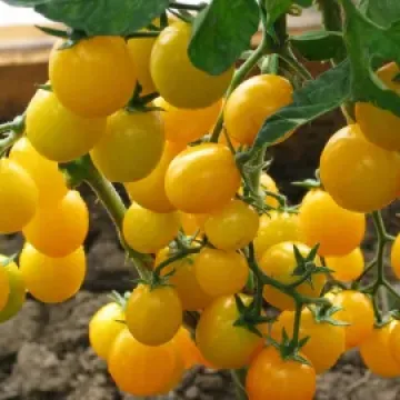 Карамель Жовта