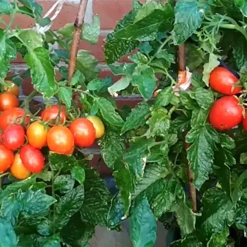 Комнатный Сюрприз