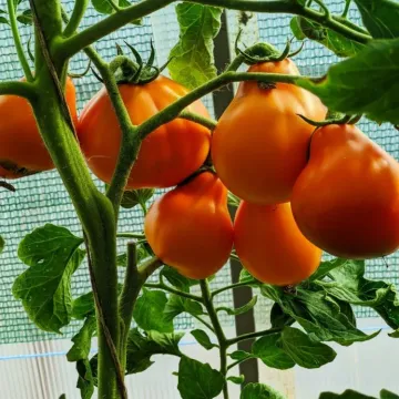 Копилка
