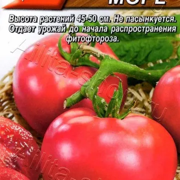 Червоне Море