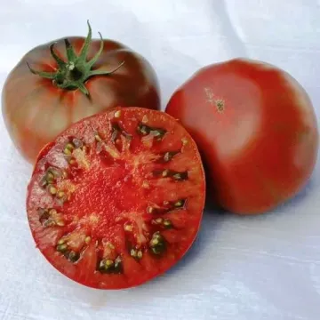 Кубанские Казаки