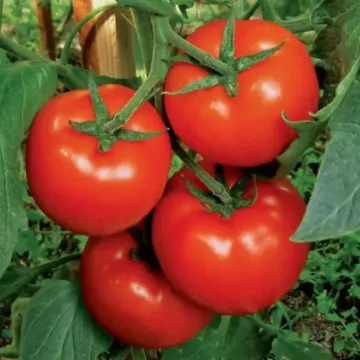 Якість