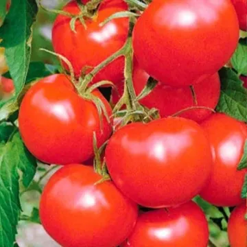 Л88