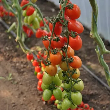 Люсиплюс