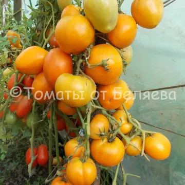 Медовое Сердце