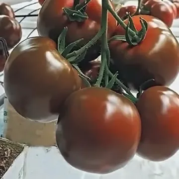 Наоми