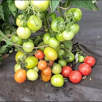 Неочікувана