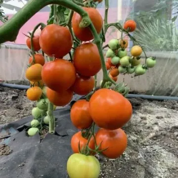 NEW ORANGE