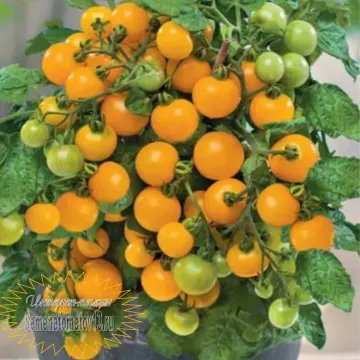 Помаранчева Купол