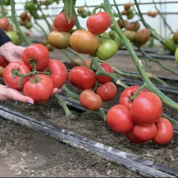 Панамера