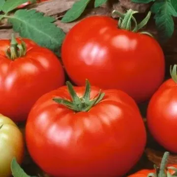 Полюс