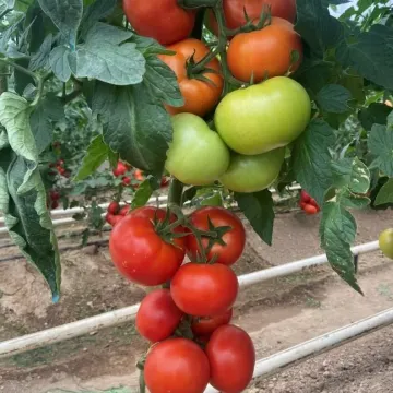 PRIMIOZO