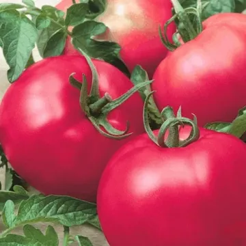Ранняя Любовь