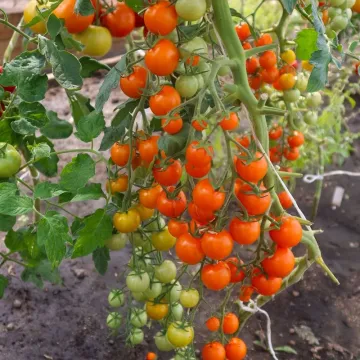 Рапунцель Косы Золотые