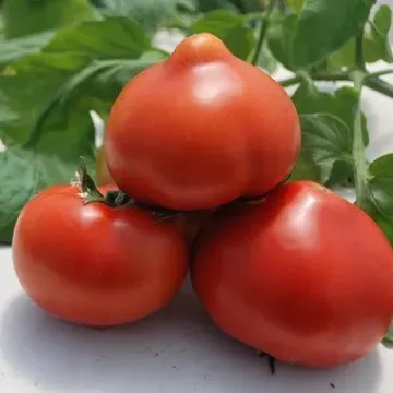 RED HARVEST