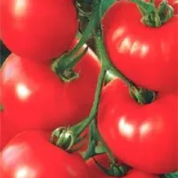 Розалия