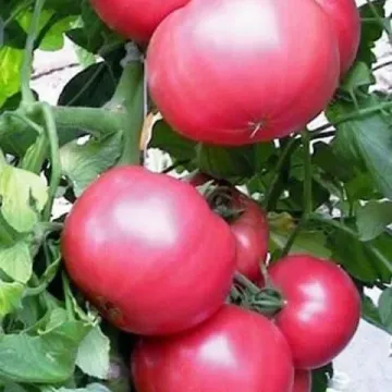 Розовый Слон