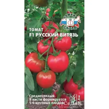 Русський Вітязь